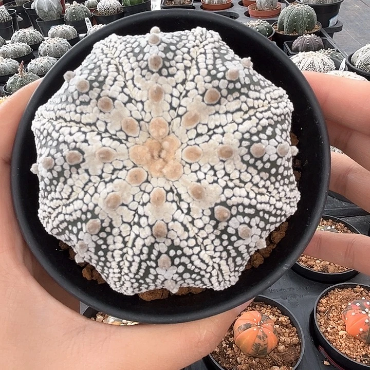 奇迹8.3cm一物一拍