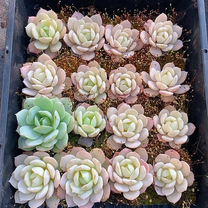 169 多肉植物盆栽花卉盆栽植物