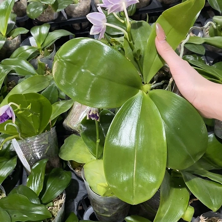 用***0无花朵蝴蝶兰原生种趣味
