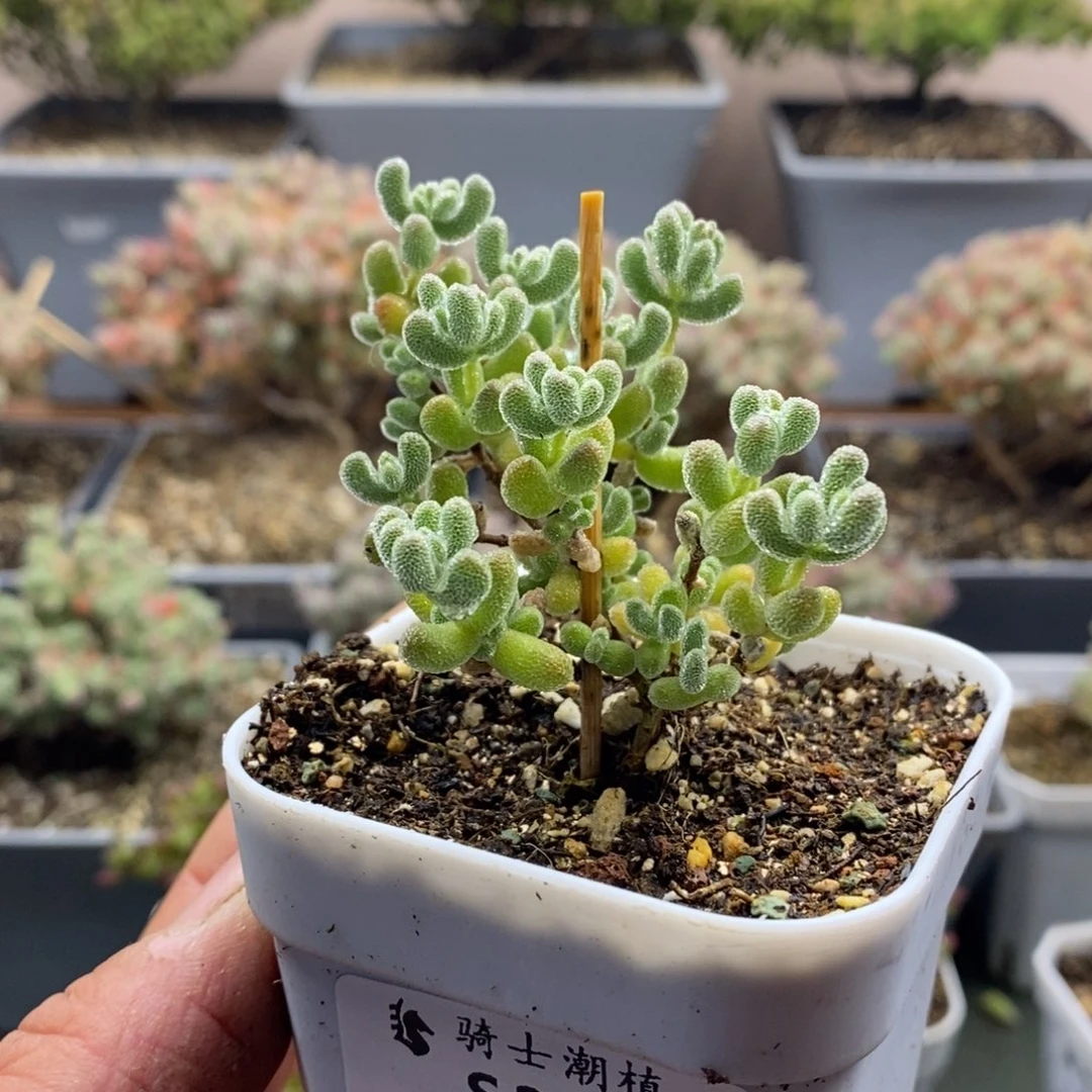 2024冰晶枝干番杏