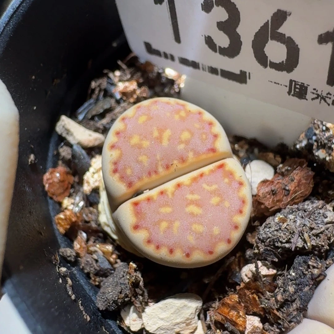 zzzz生石花肉锥1361