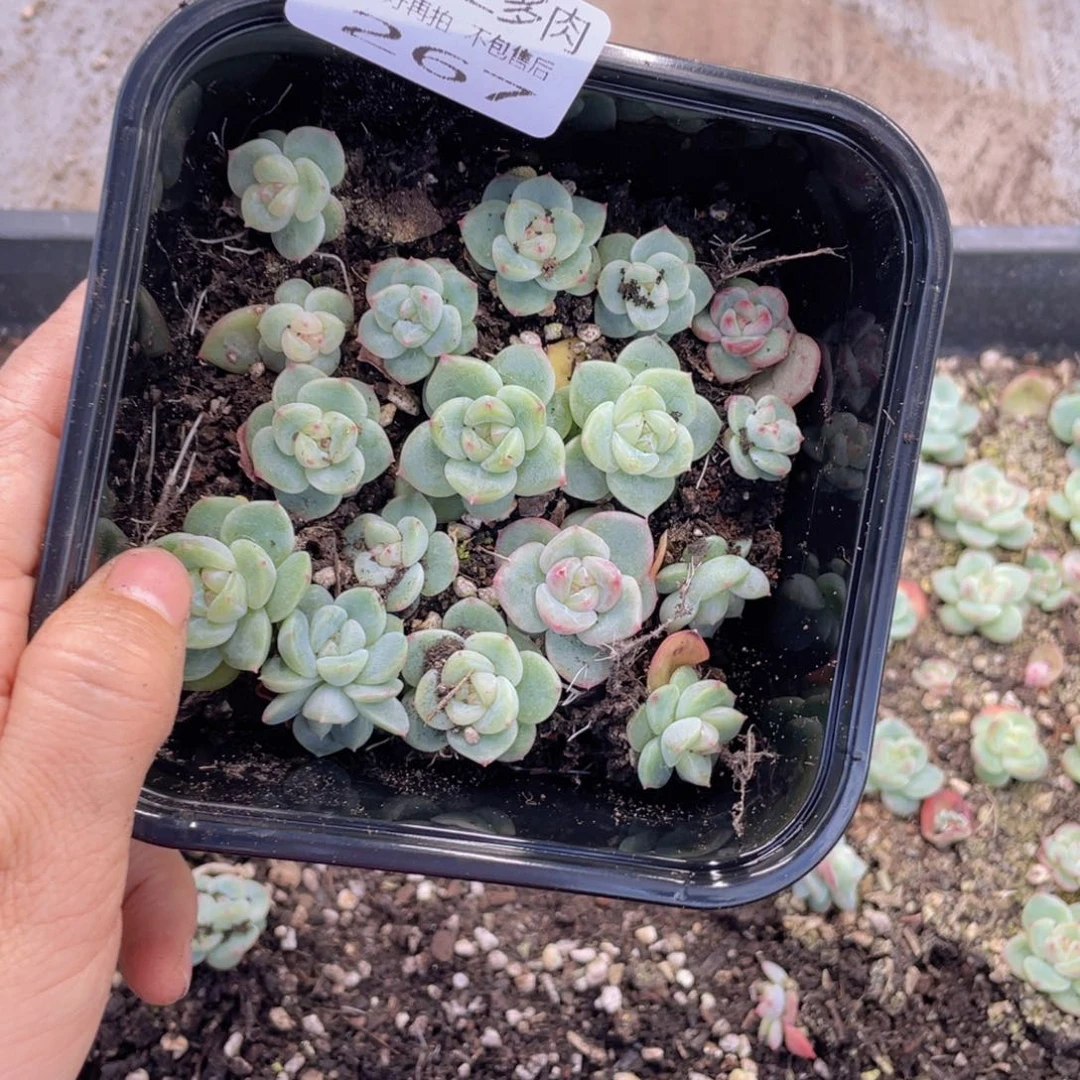糕大上多肉植物267