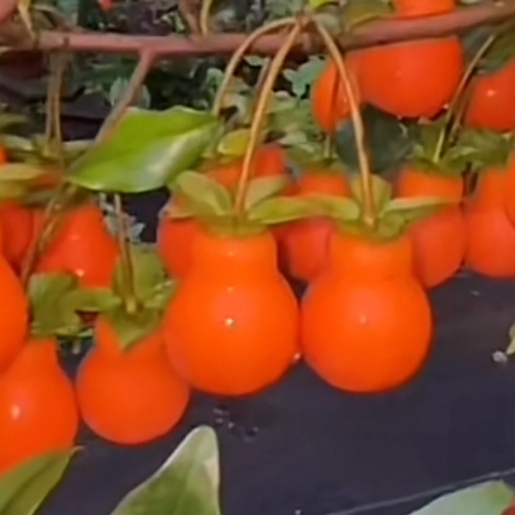 金弹子盆景特色葫芦人工桩