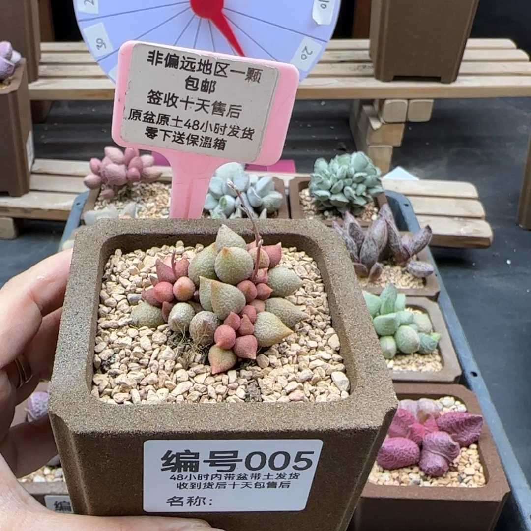 005小辣椒多肉植物