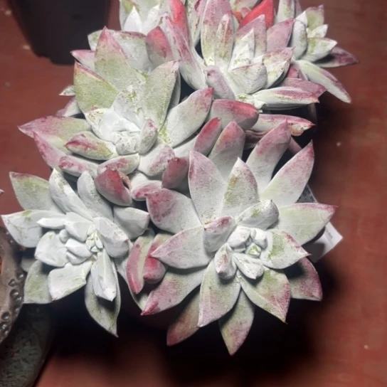 P*Z姐姐补差价～一物一拍8539