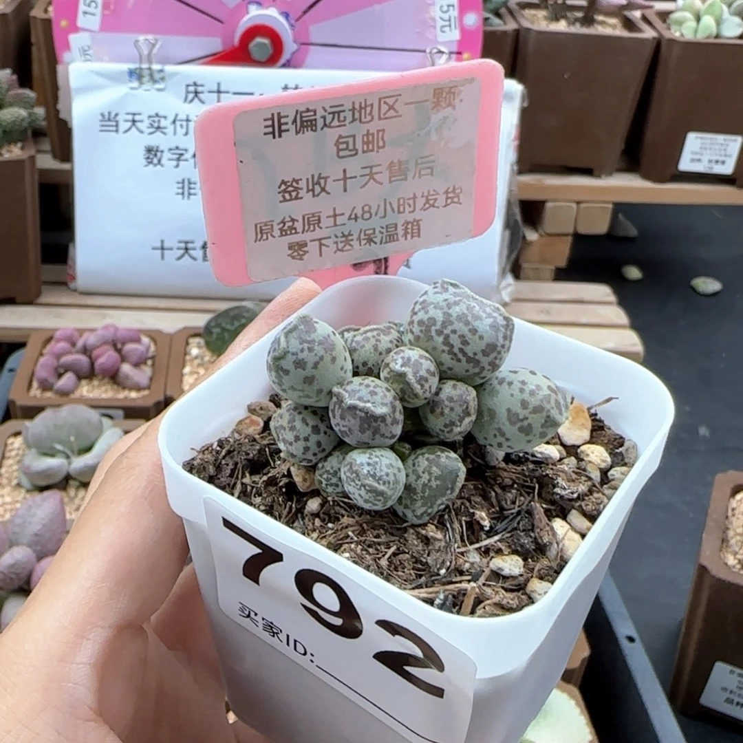 792达摩海报多肉