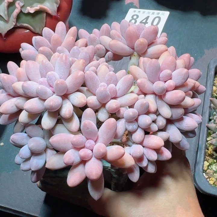 汤圆群生         精控精养多肉植物