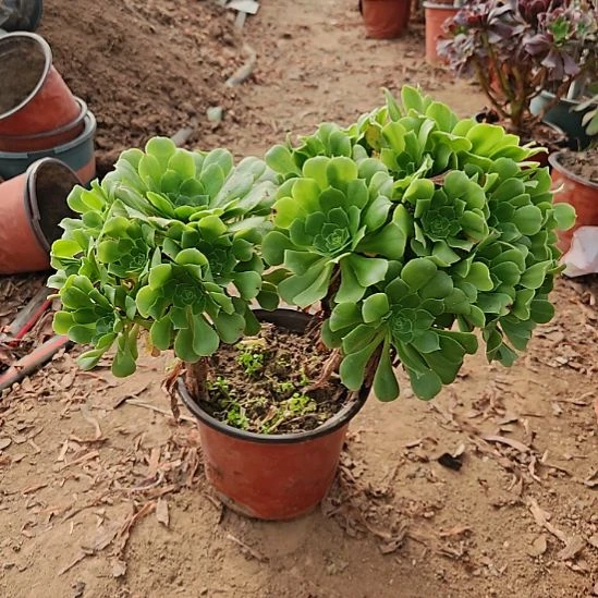 绿羊绒加急发货29