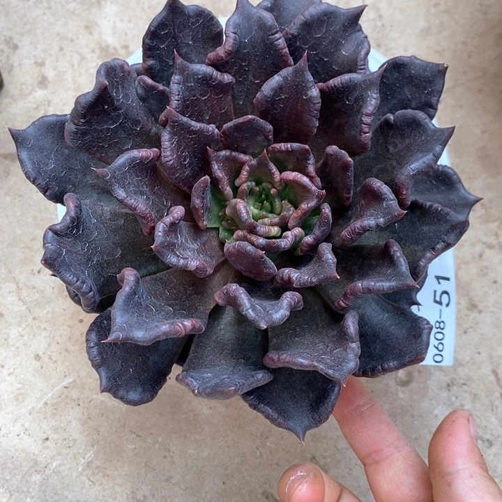 小七夕多肉黑饺子皮51