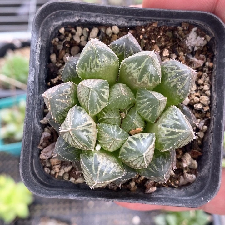 楼兰一颗。   随机发货。   福利。