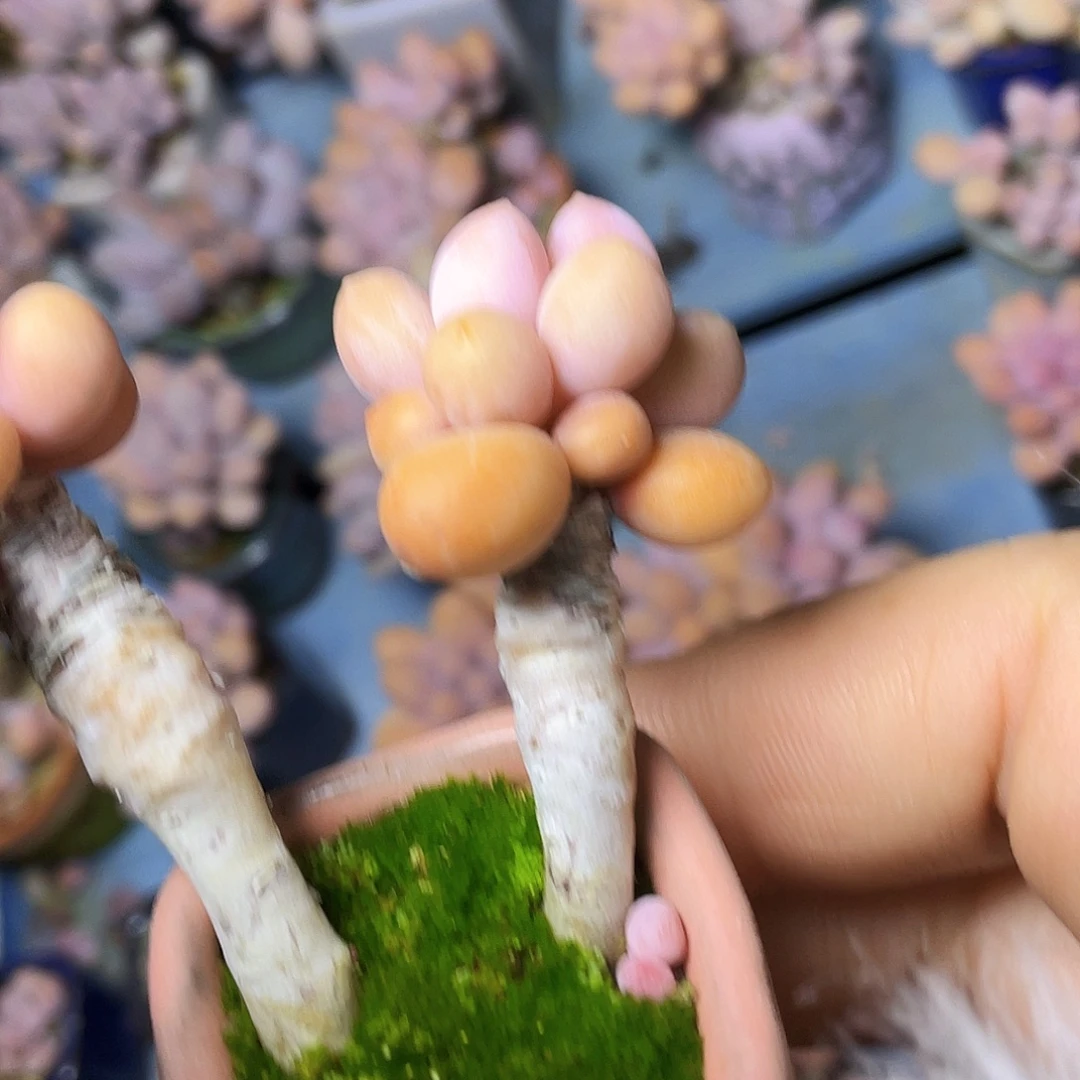 提***呆多肉植物的生长发育植物的