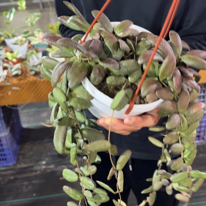 枫***红完全开放玉扣球兰大苗