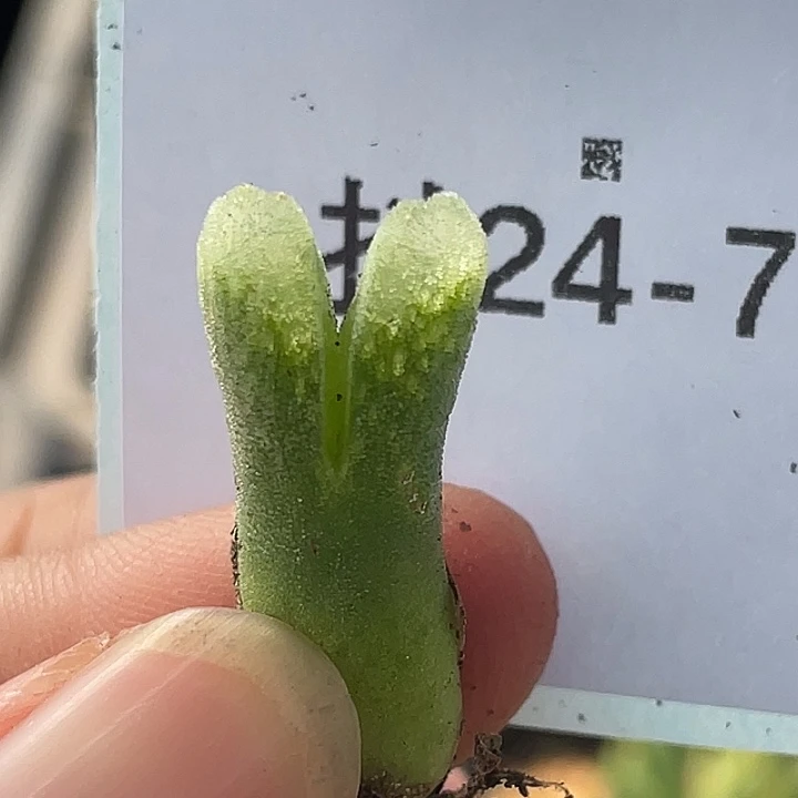 24-74冰风铃多肉植物