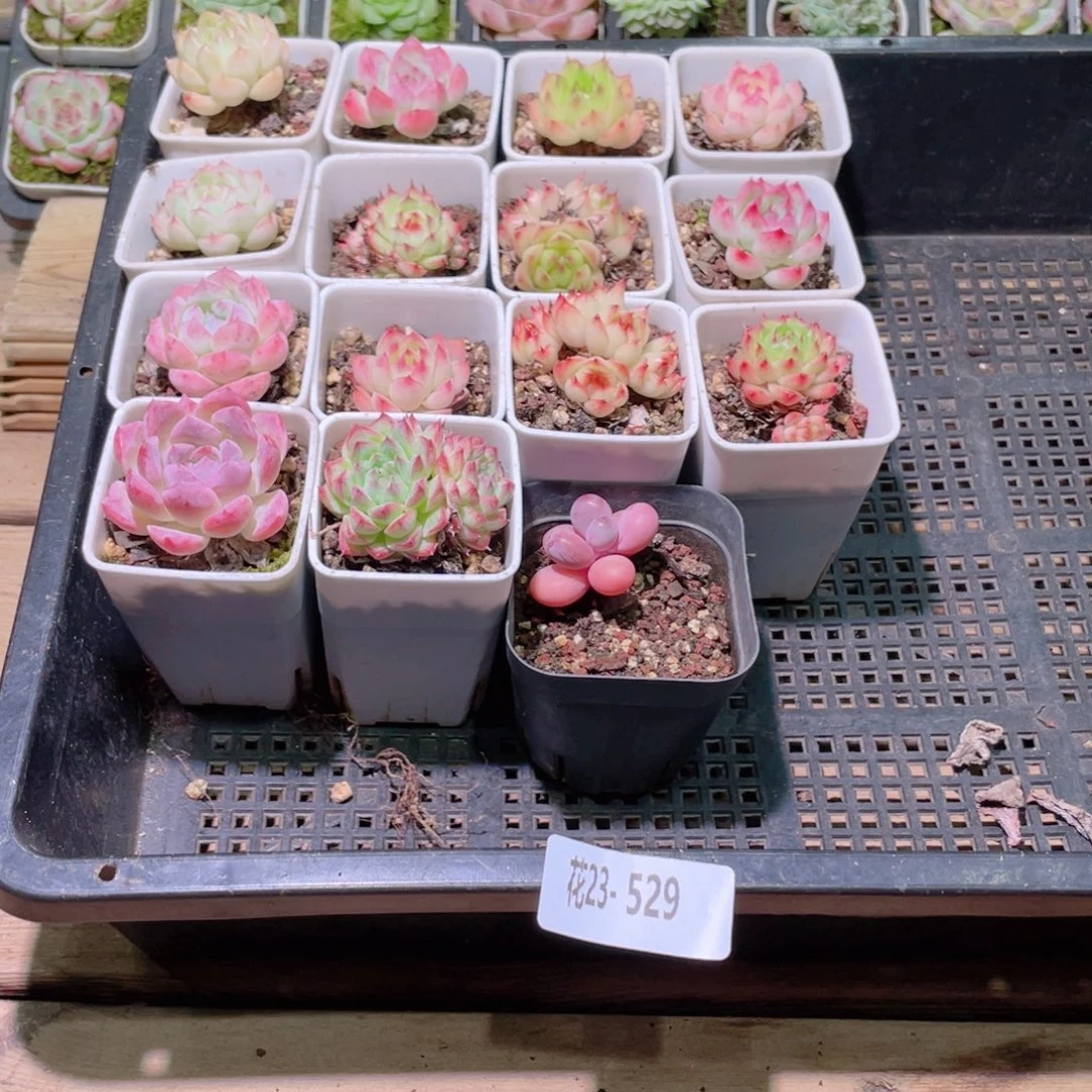 花利美23-529框拍15颗