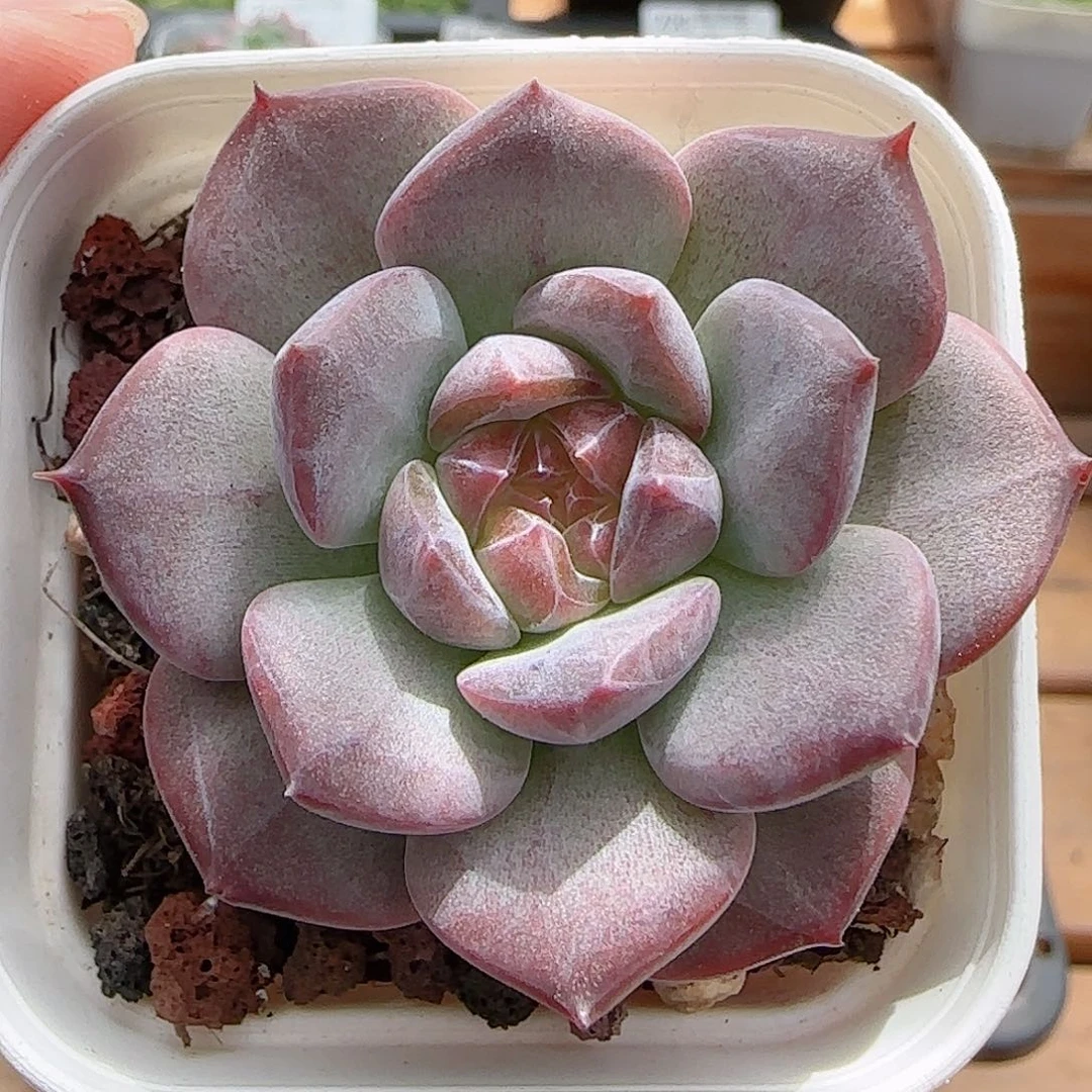 守***敏多肉0810-230琥珀天使珍妮