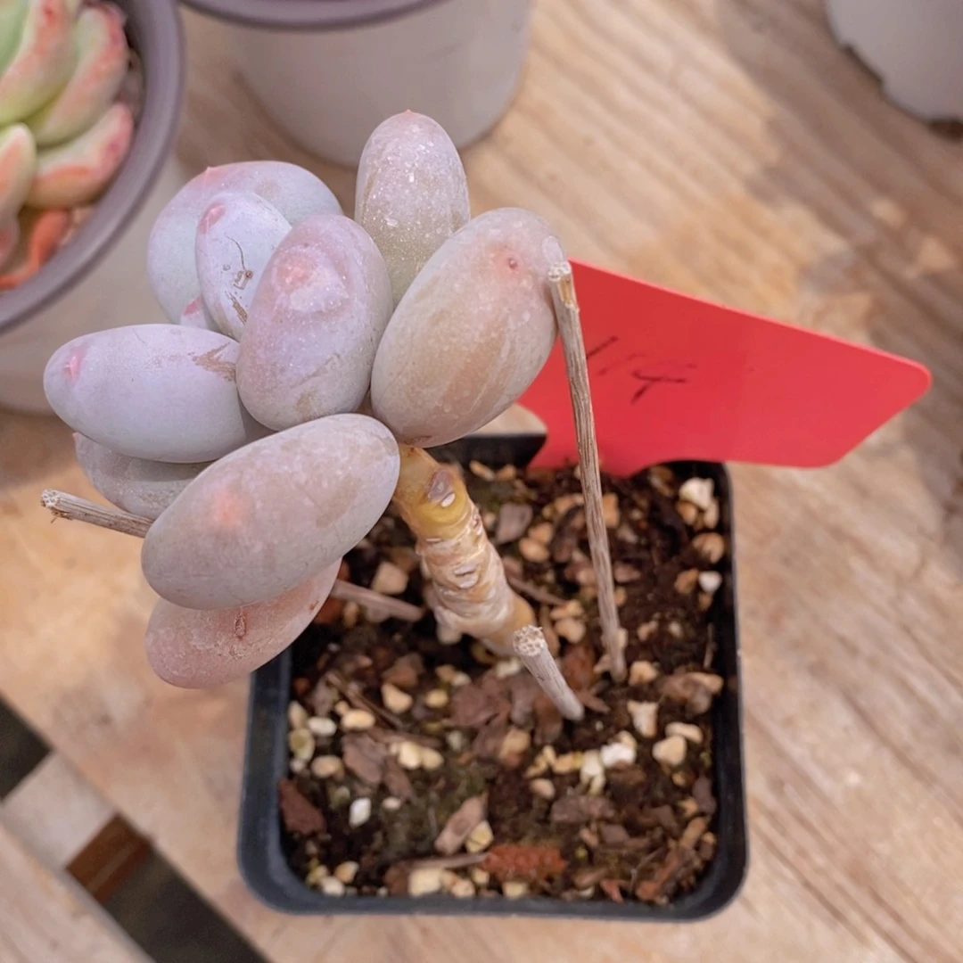 开心多肉，一物一拍，一单包邮