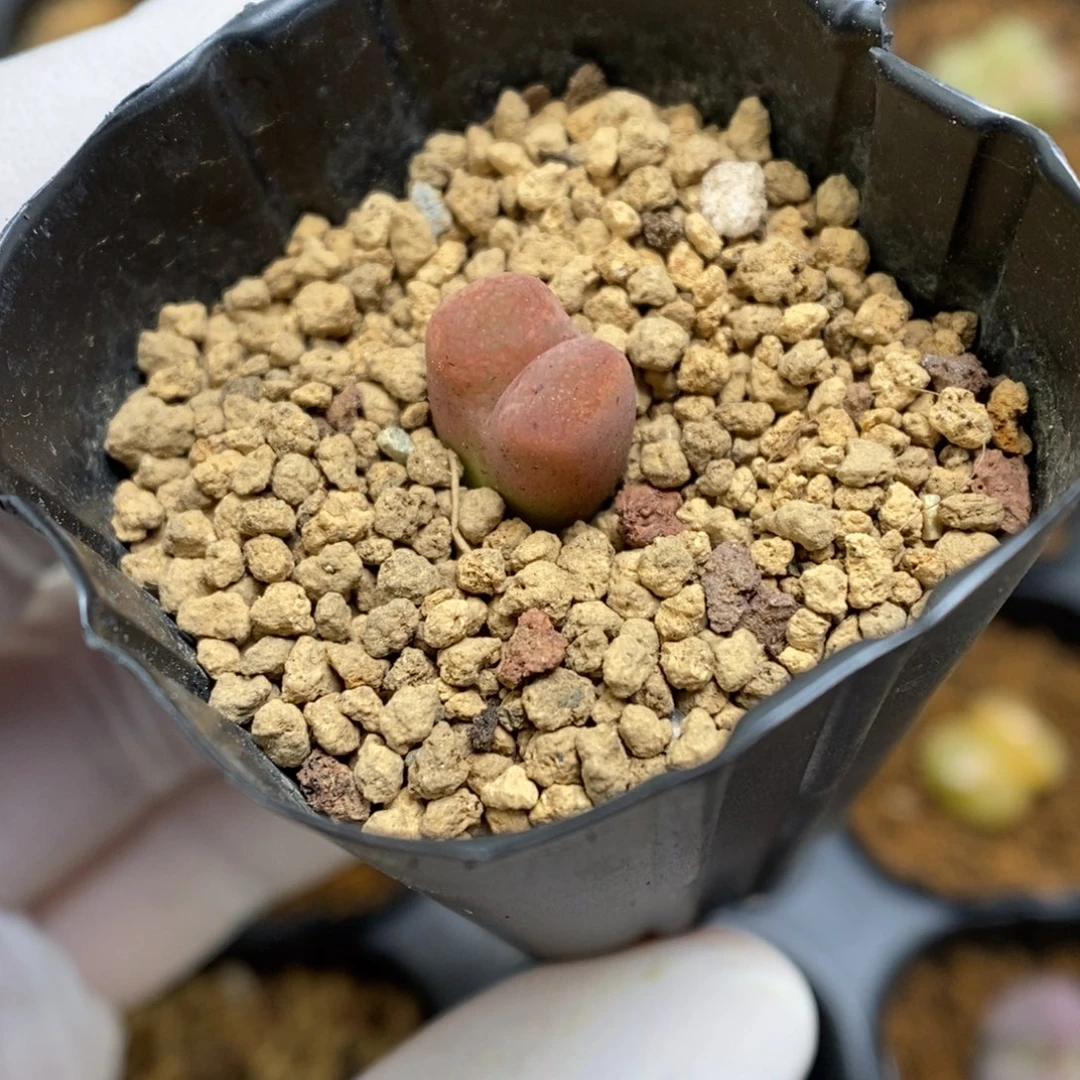 多肉植物肉锥杂交K-3823（1.0）勋章杂