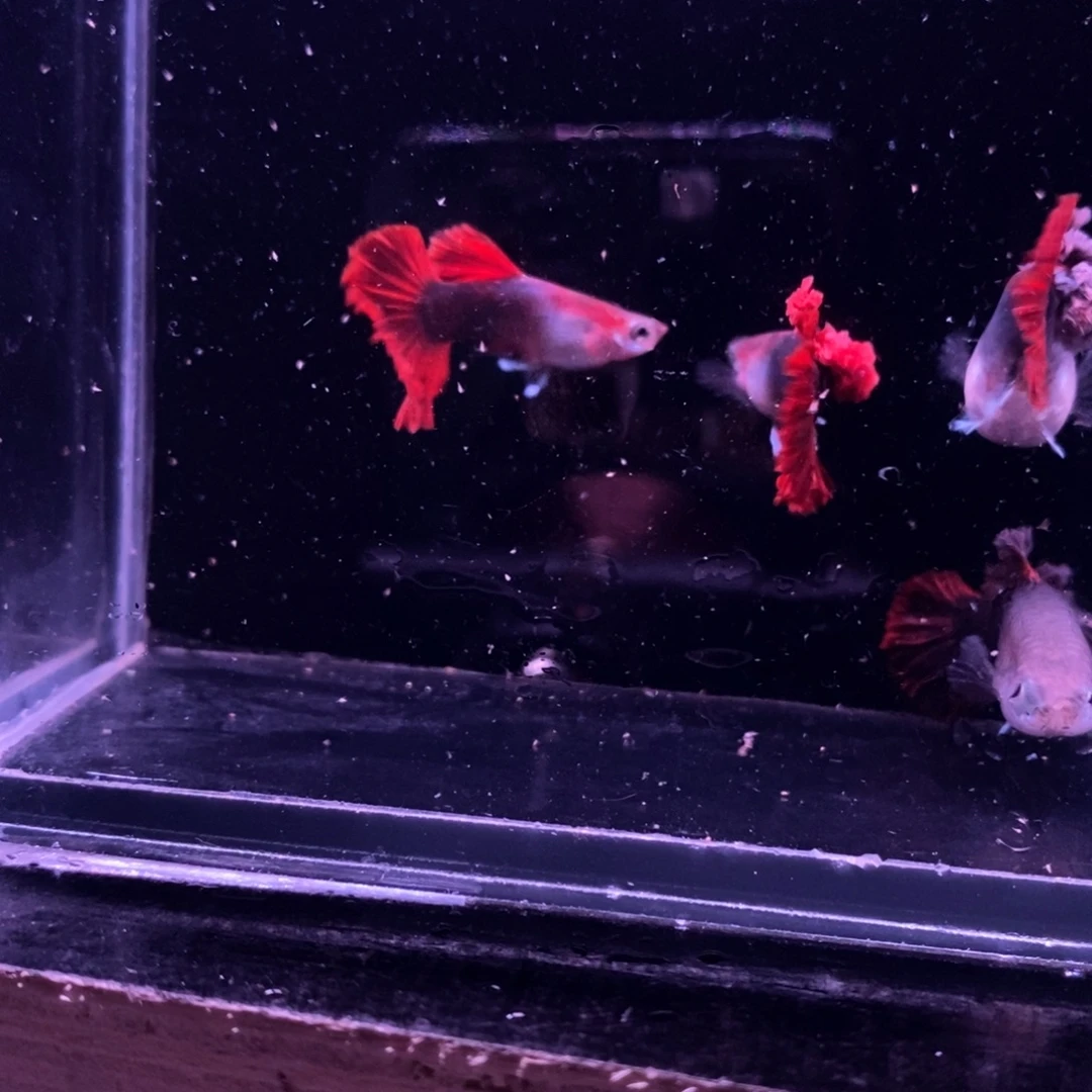 皮***裆孔雀鱼菊花帆两对两公瑕疵