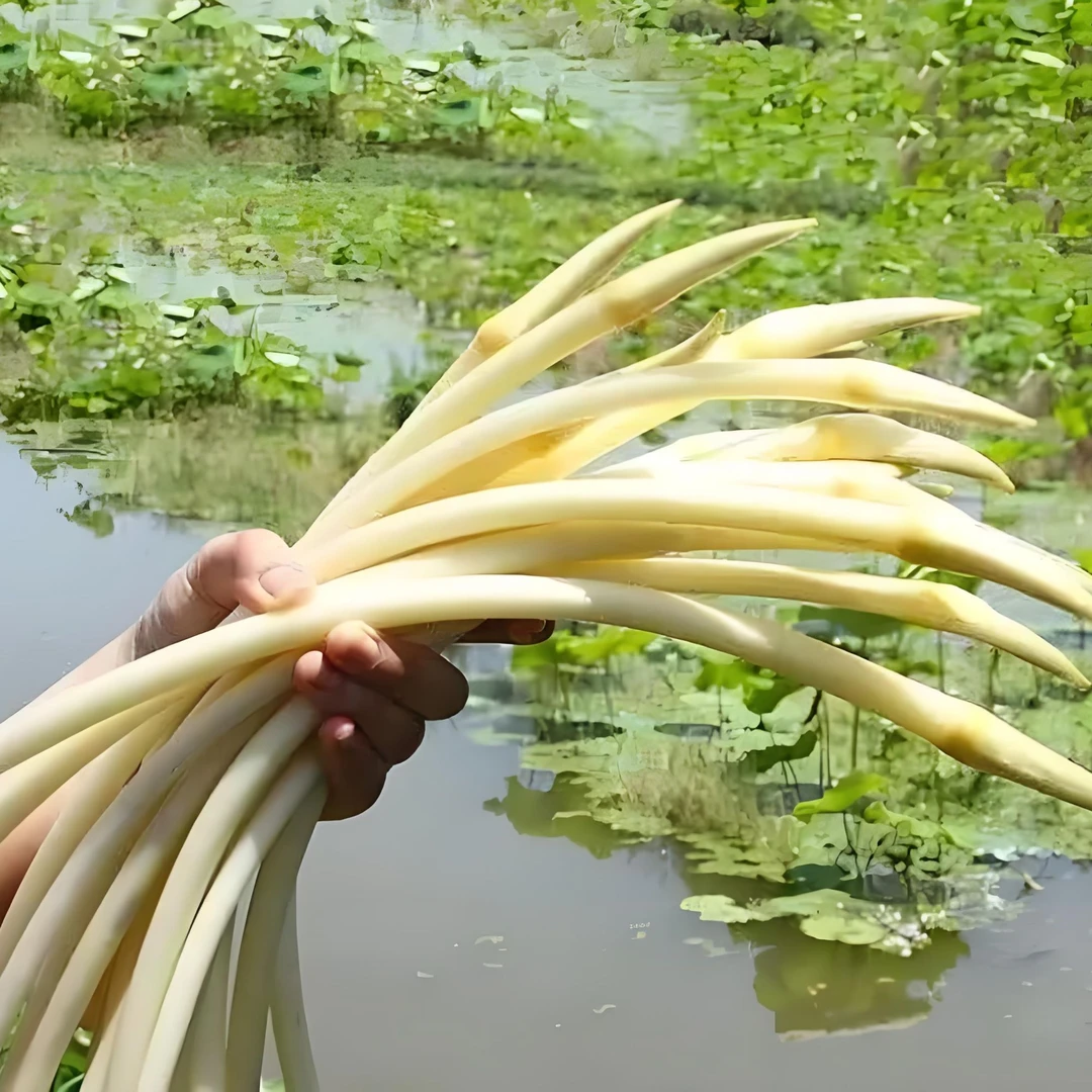 【顺丰包邮】现采现摘新鲜笔尖藕带藕占藕肠