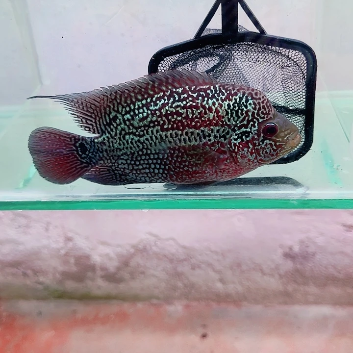 罗汉鱼啊啊啊啊啊啊啊啊啊啊