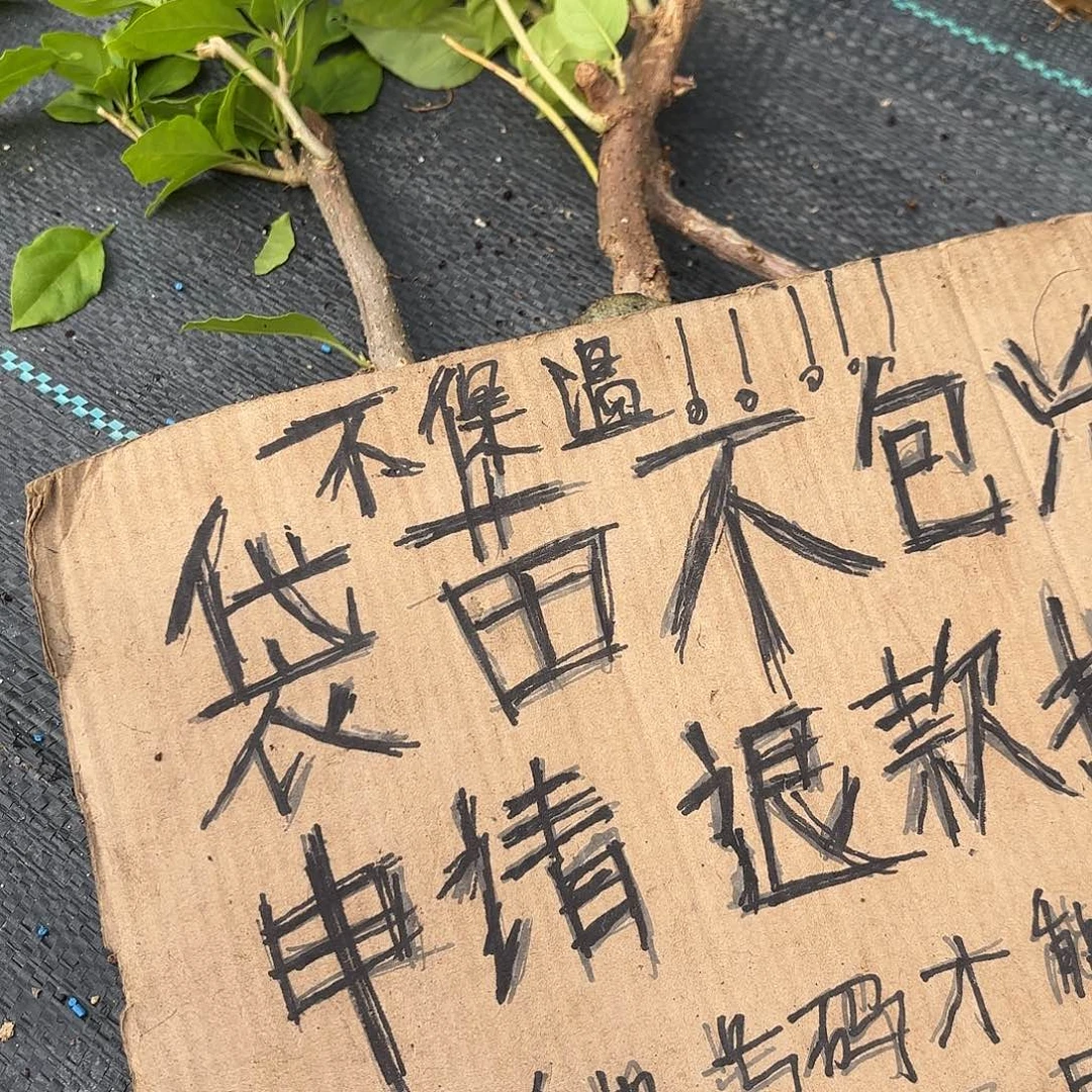雁***声无花朵袋苗盲盒三颗不包活10