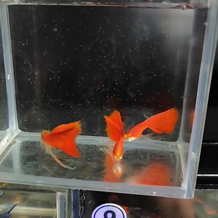 孔雀鱼7血红长公三条