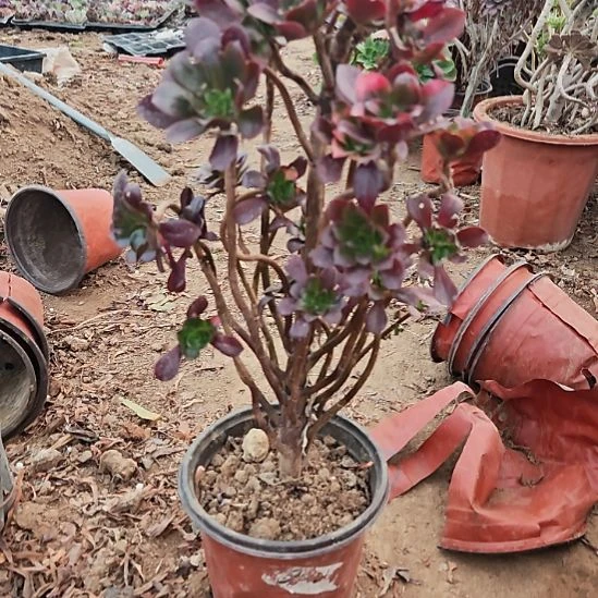 忆江南加急发货了8