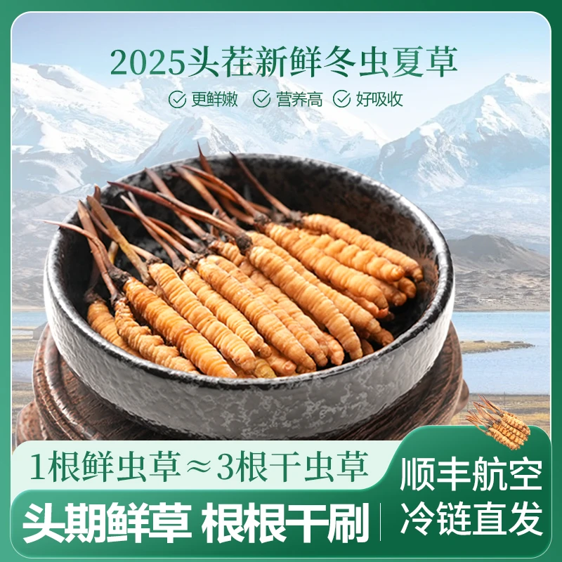 【央吉专属】1.6-1.8克/根 100根 2025头期新鲜冬虫夏草滋补食用