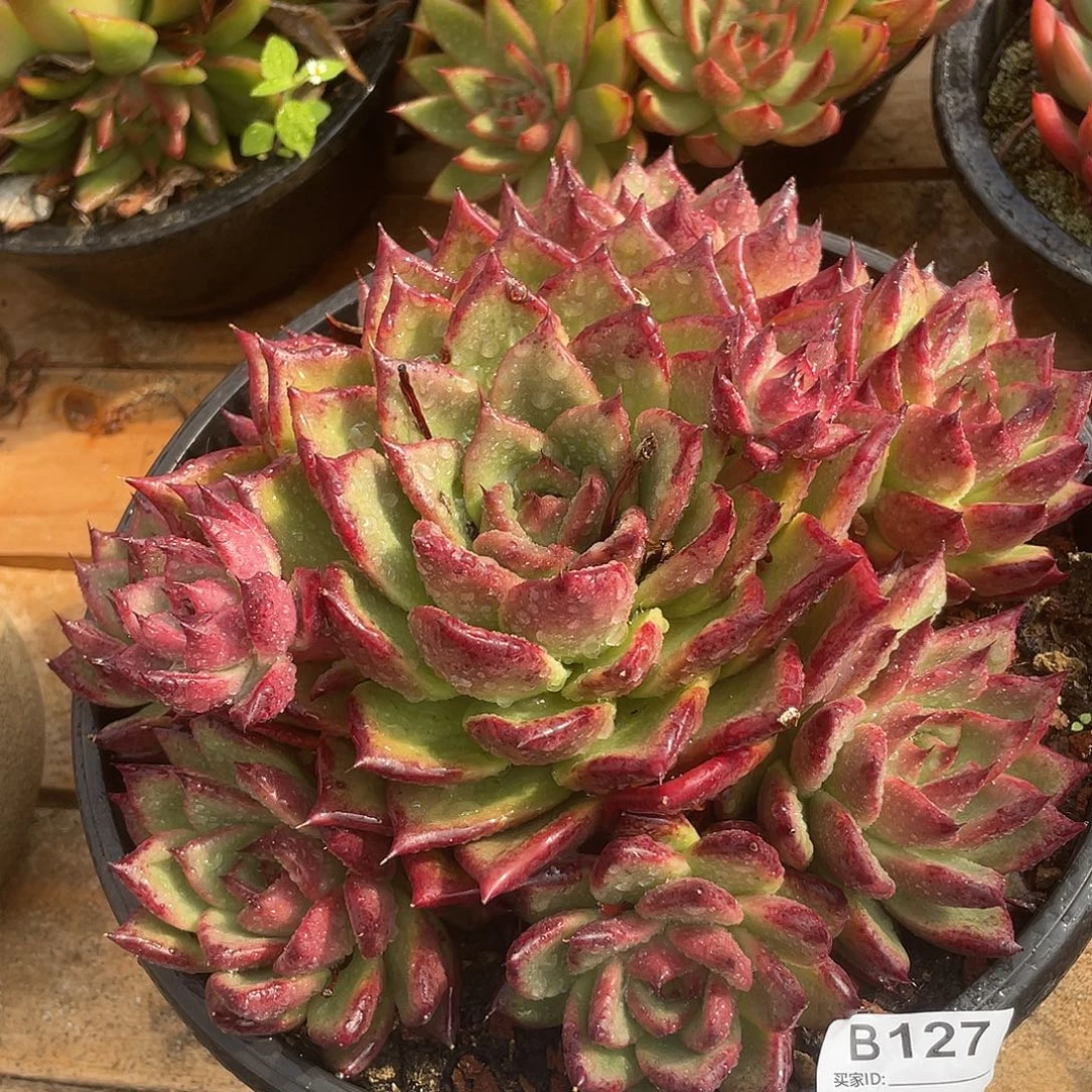 若如东云单拍B127