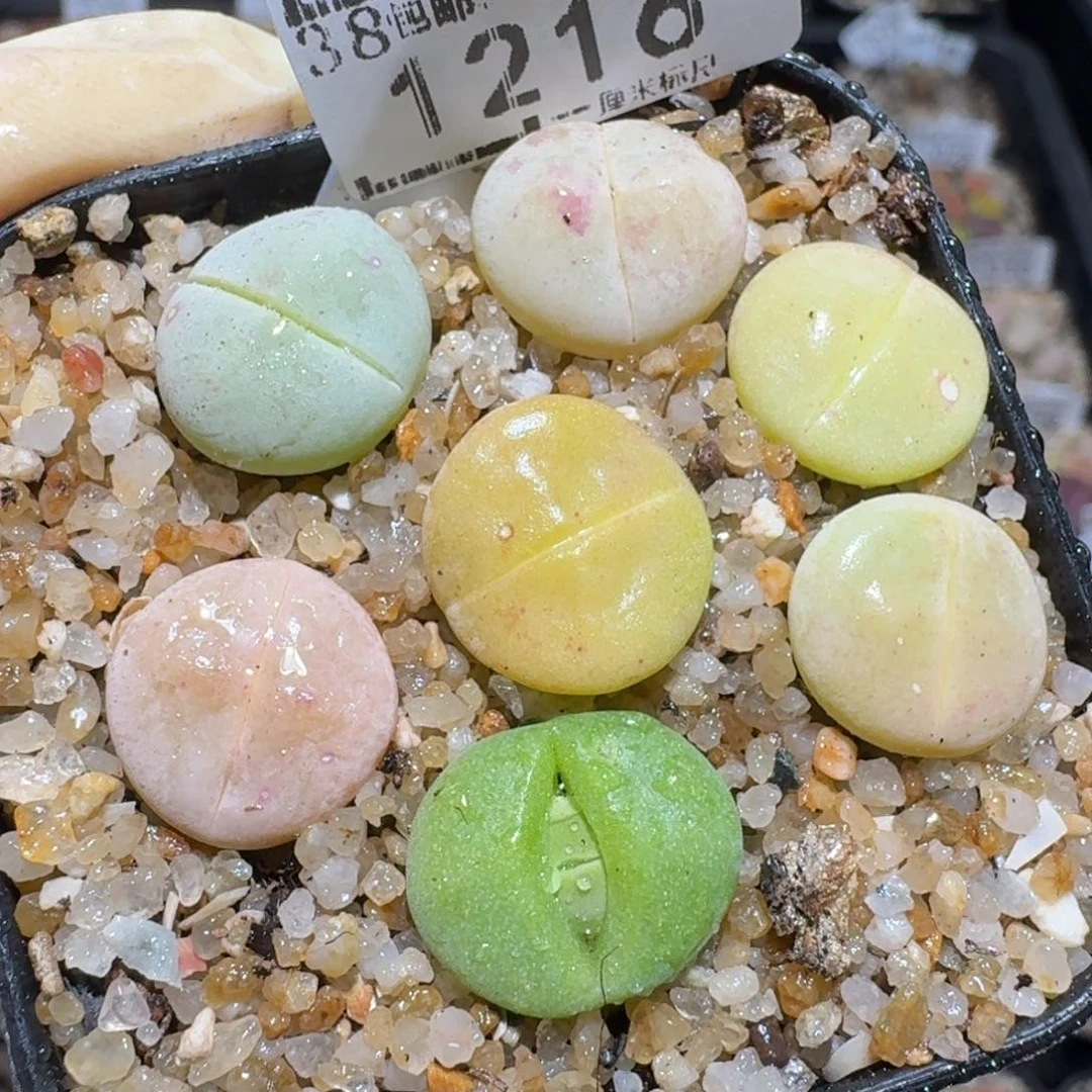 Zzz精品生石花 1216
