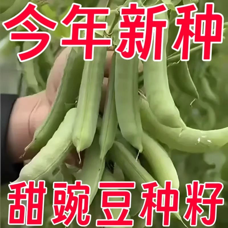 特大甜豌豆种子甜脆可生吃菜豌豆大荚青豆甜豌豆耐寒秋冬蔬菜种子
