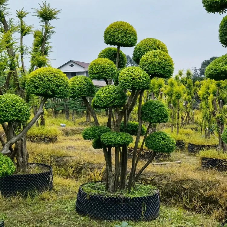 造型树籹真直播间一物一拍四季常青不落叶