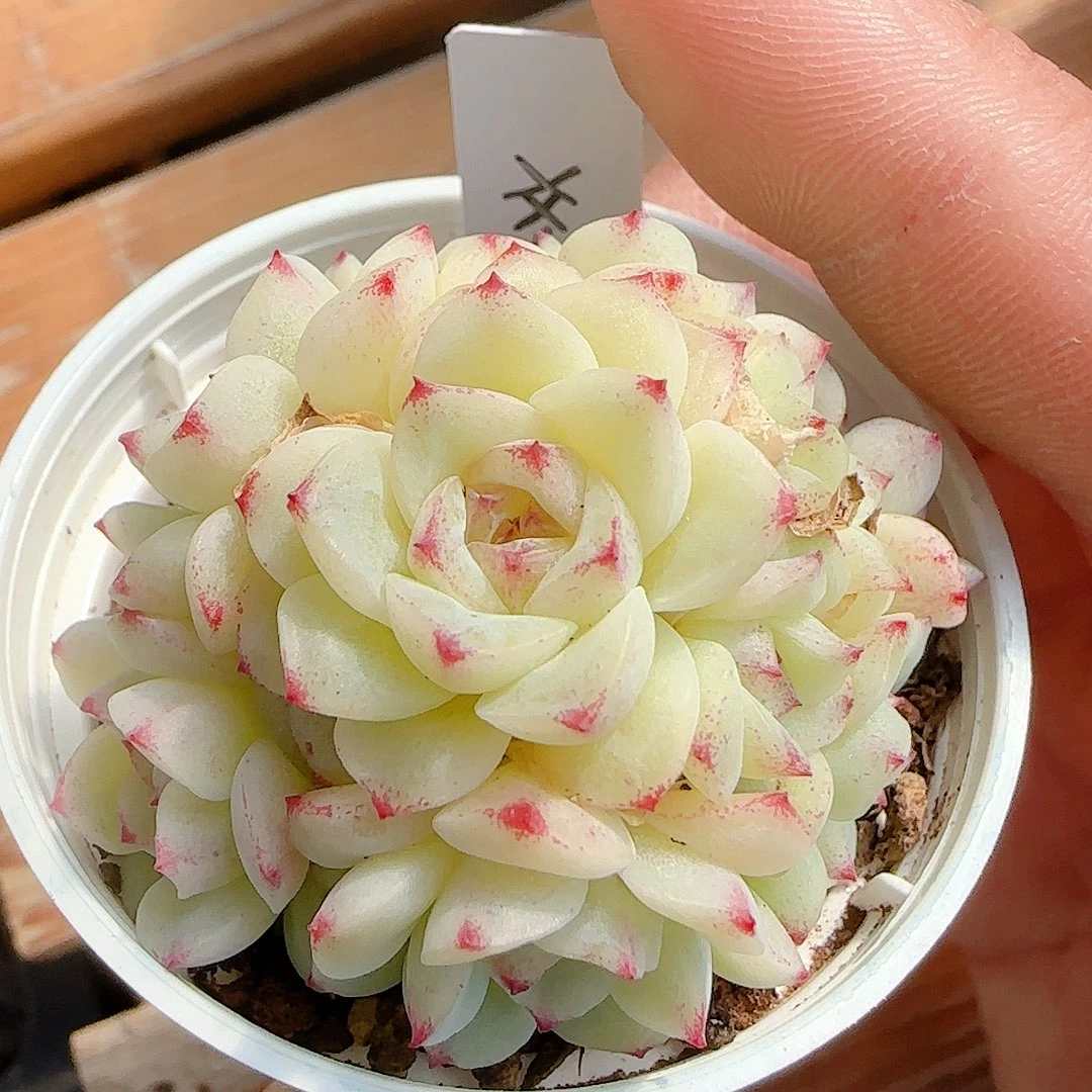 1125-57（xx-66）优选