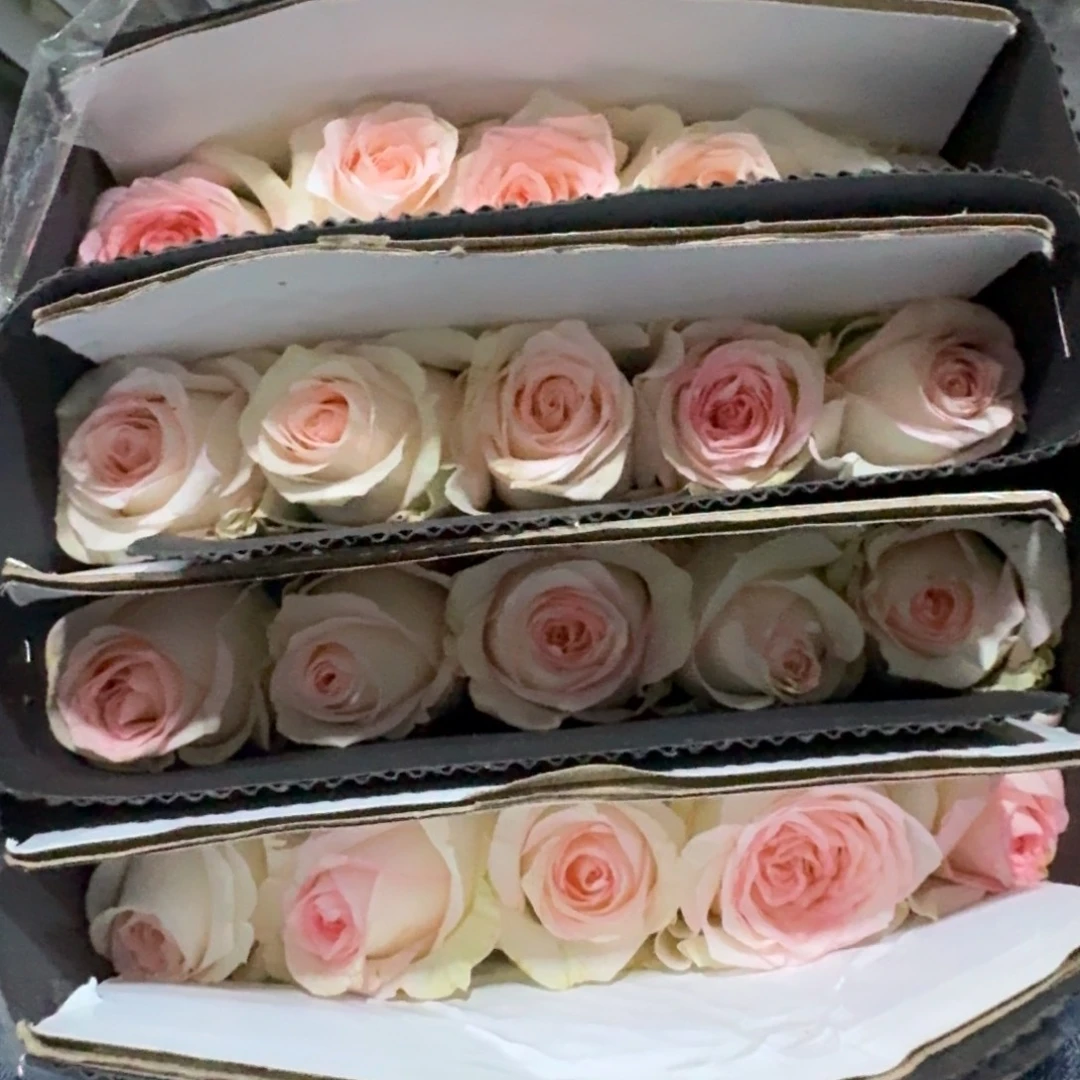 小白兔4扎包邮秒杀