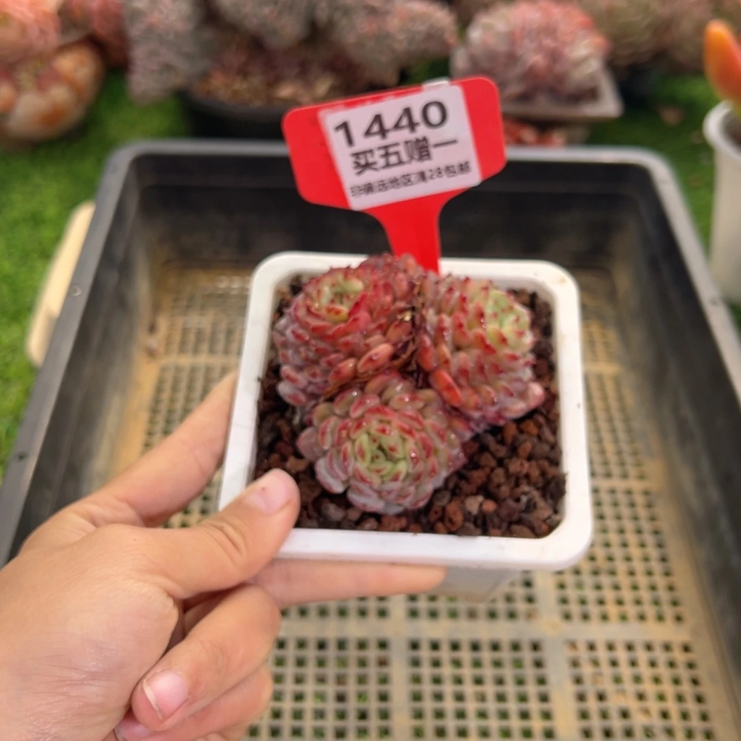 表妹精品多肉1440: