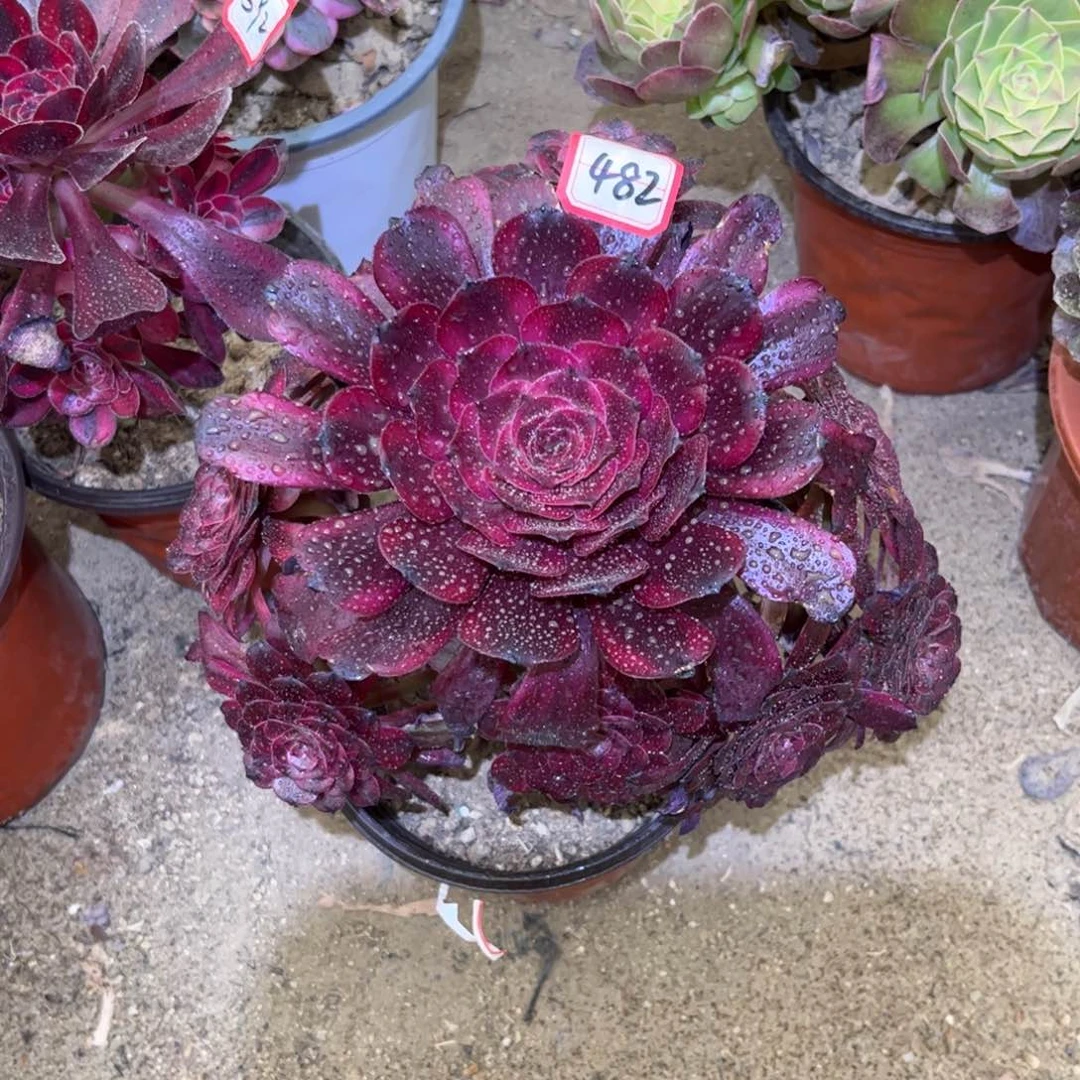 482多肉植物美姬法师