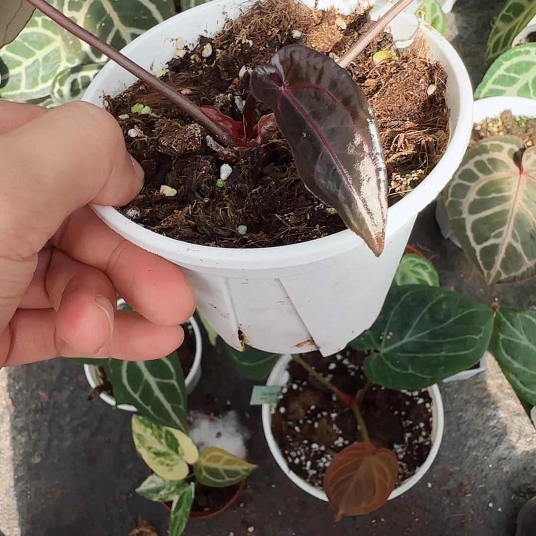 完全开放优选紫水晶