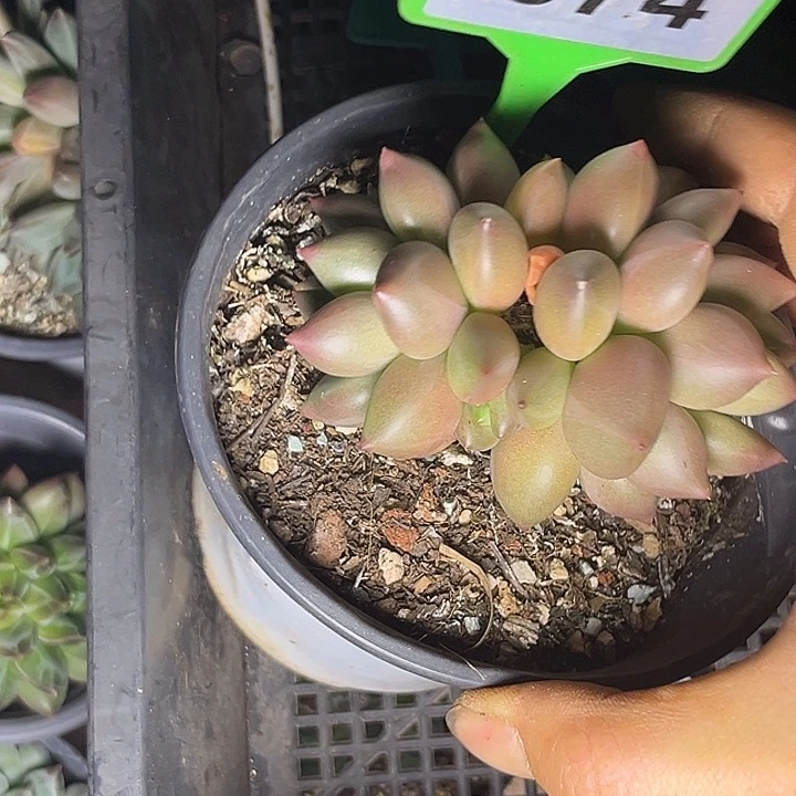 多肉植物米其林574