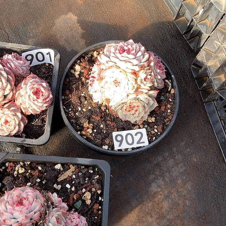 902天鹅绒一物一拍多肉