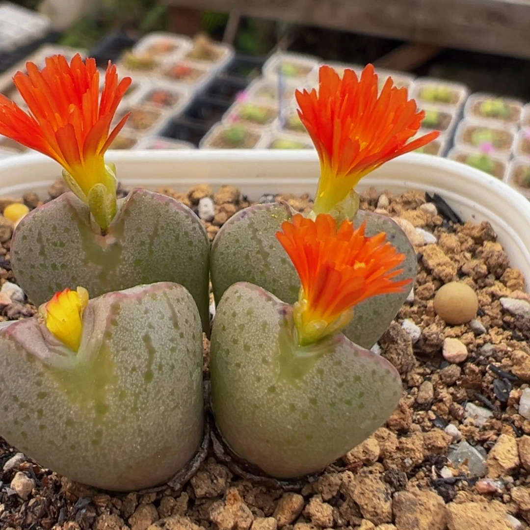 57多肉植物百科植物