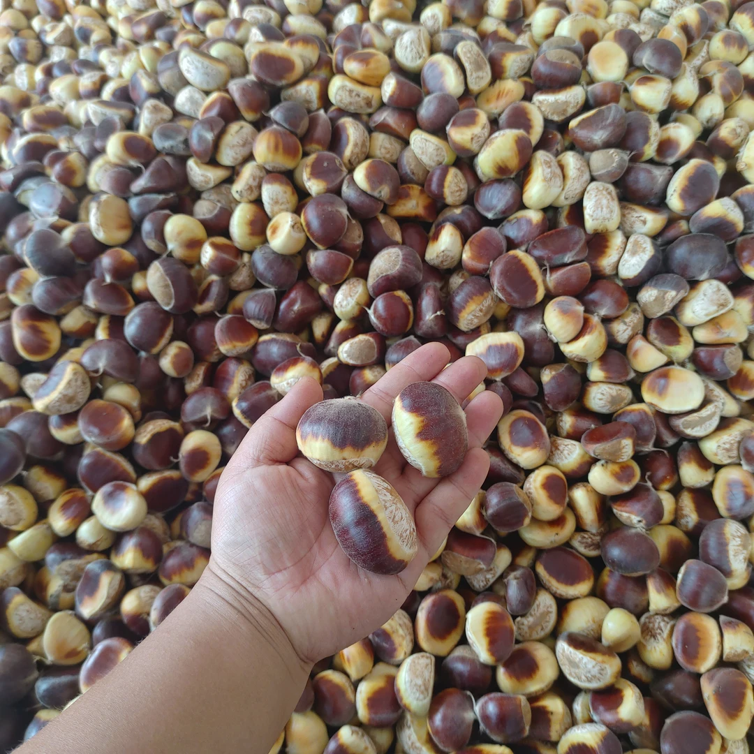 【信阳棕壳大果板栗】信阳大别山新鲜板栗好剥皮粉糯香甜健康零食