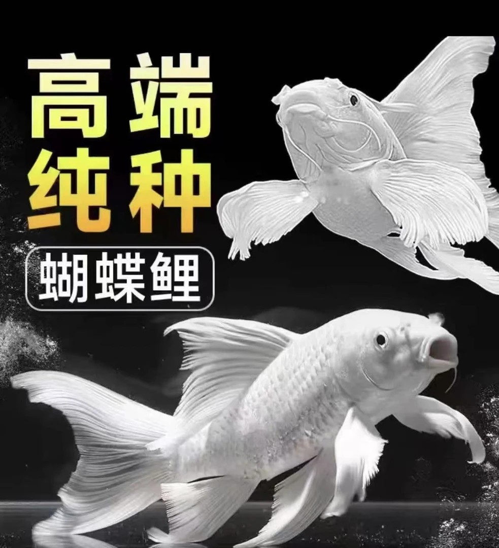 纯种蝴蝶鲤普身长尾小型观赏鱼冷水鱼好养耐活