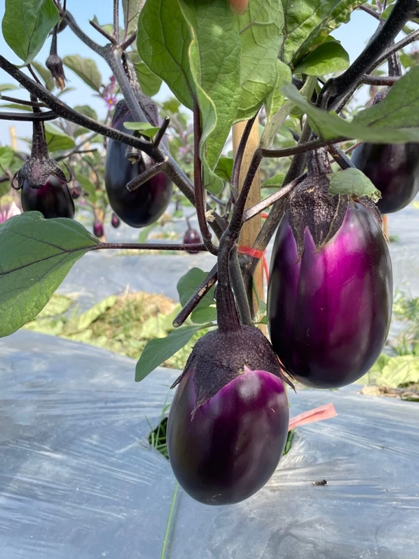 露天本地农家紫圆茄应季果蔬皮包肉厚软糯可口花皮