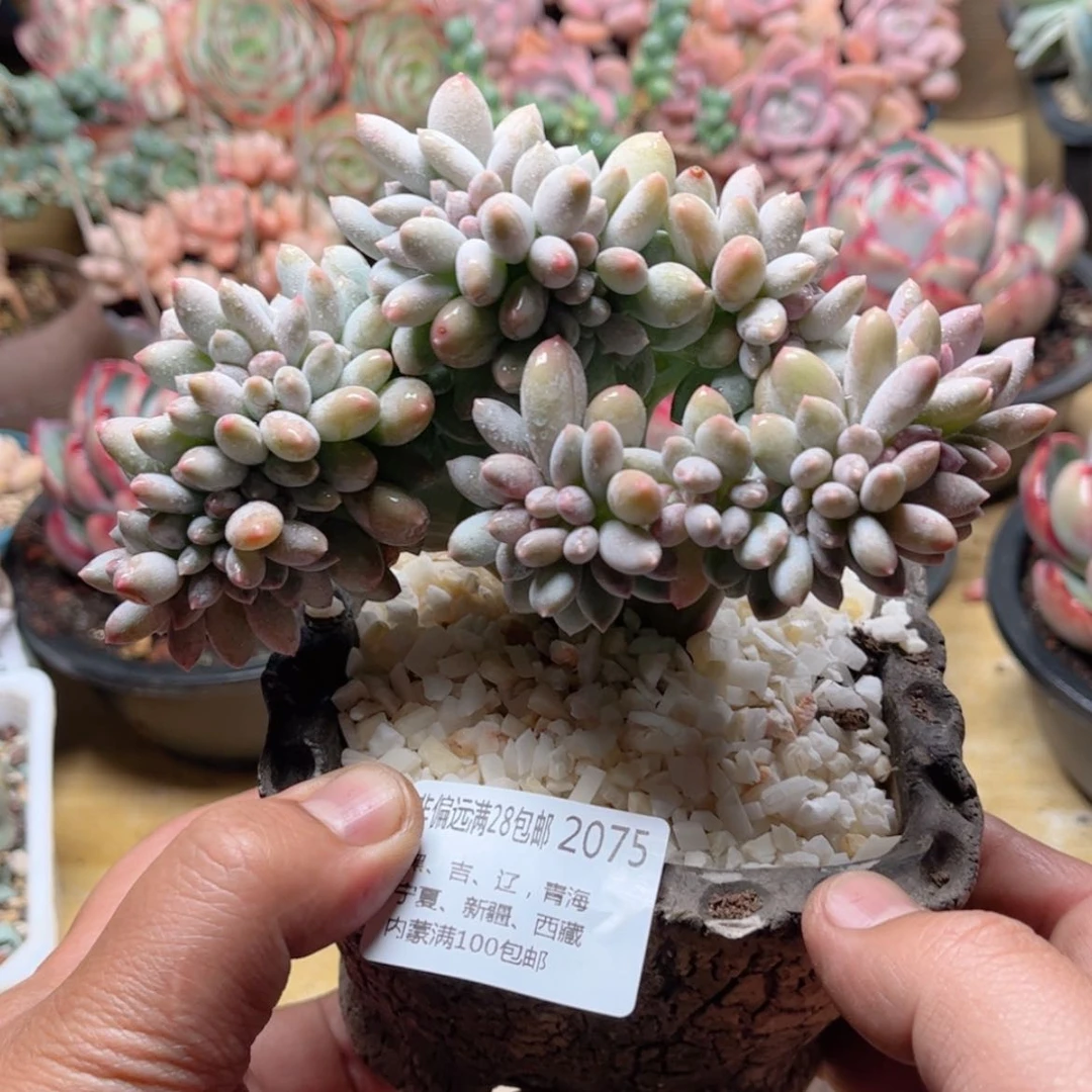 【闪购商品】2075白美人缀