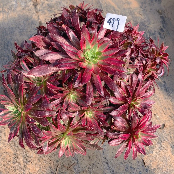 糖*499惊鸿仙子法师多肉