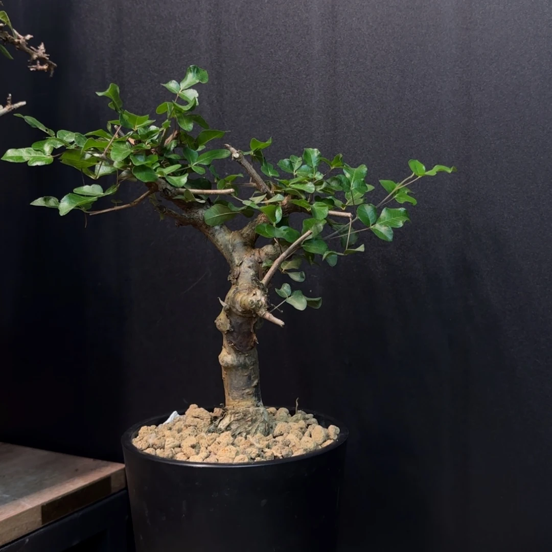 红白皮奥比克橄榄