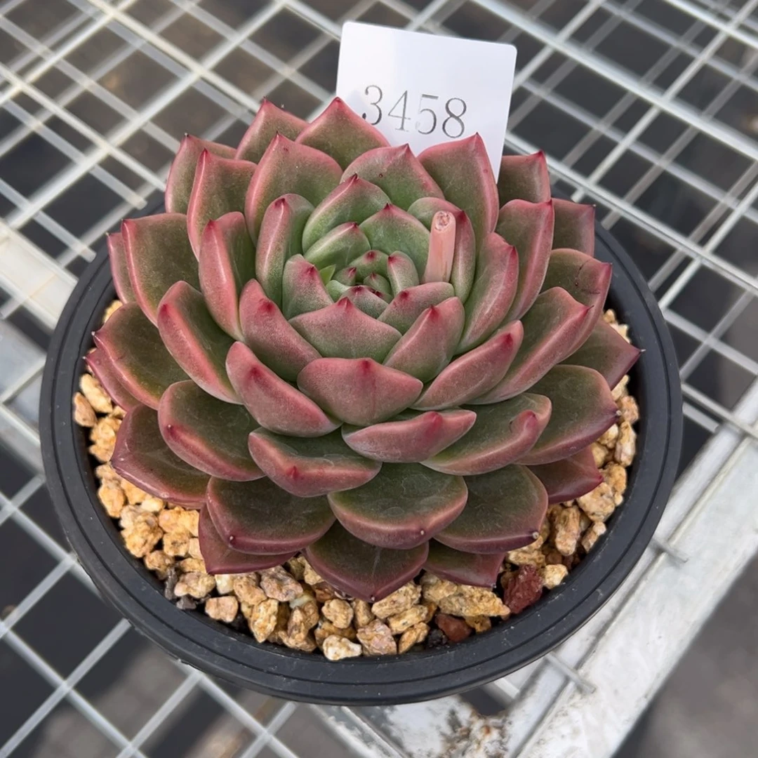 春***香3458多肉多多多多多