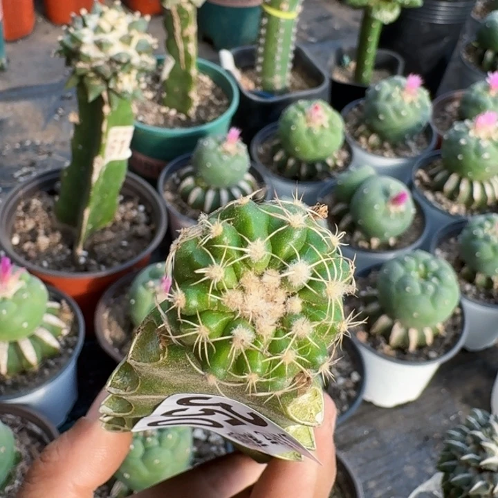 虎**?350苗接假兜仙人球