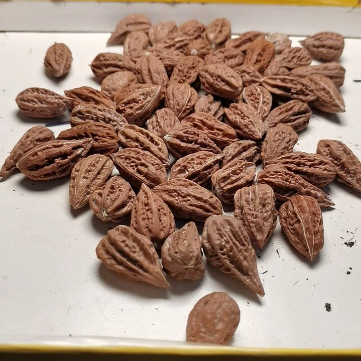 文玩核桃手串山***衣东北秋子异型籽37