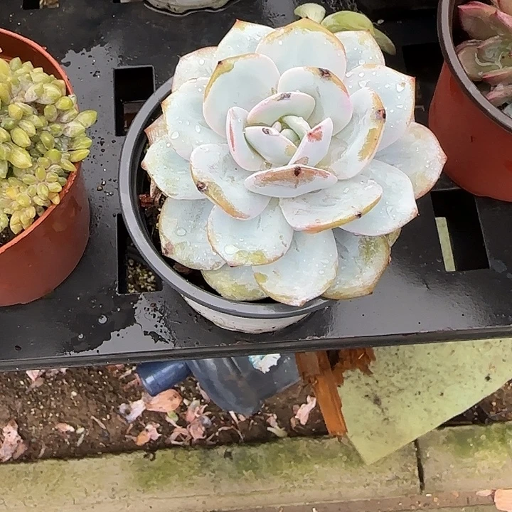 青蛙王子儿童牙膏套装？